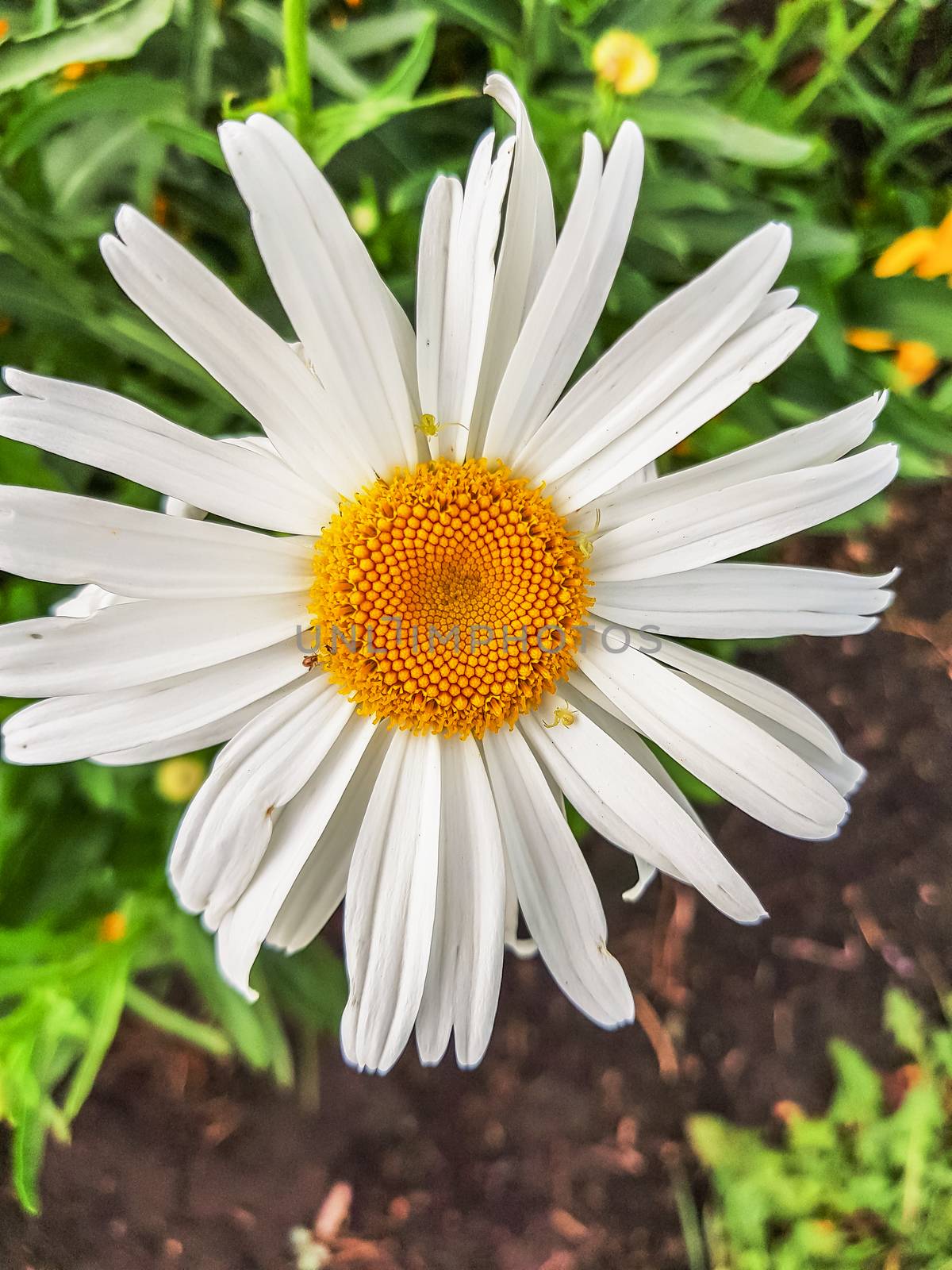 Close-up of a single Daisy flower and insect pests, outdoor, summer Sunny day, vertical frame.