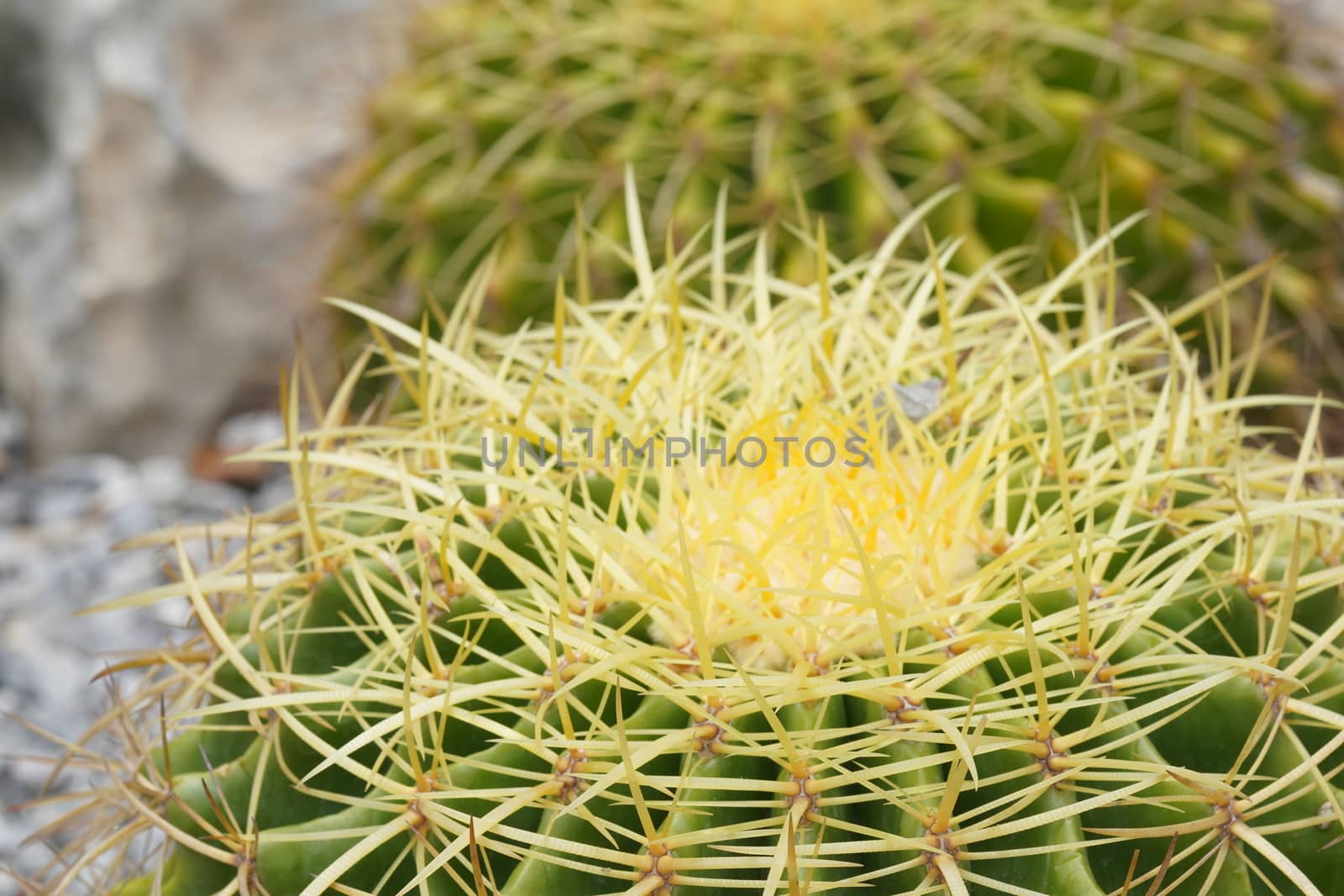 Green cactus in the Selective focus garden.