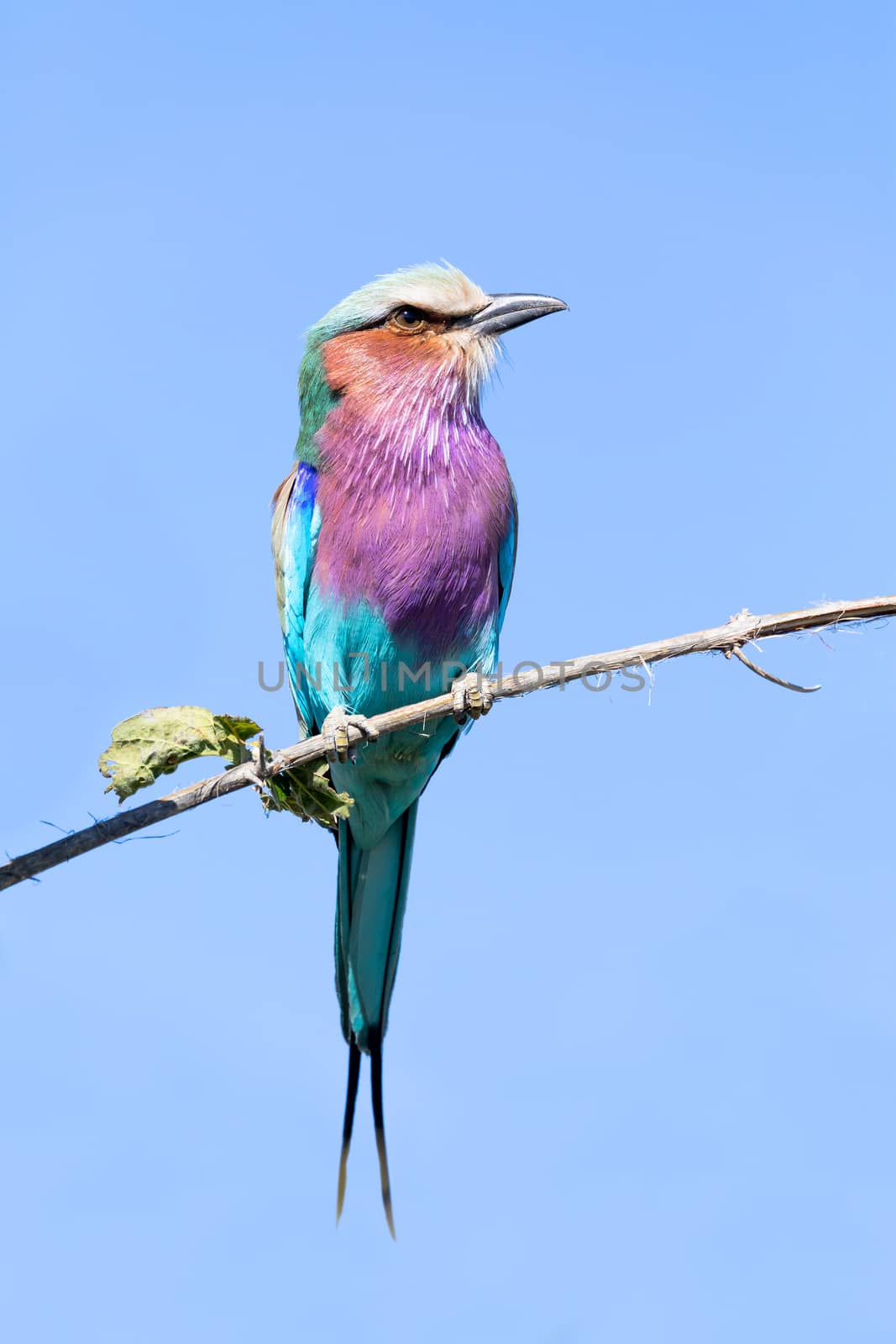 Beautiful colored bird Lilac-brested roller, Coracias caudata, Moremi game reserve, Botswana safari and wildlife.
