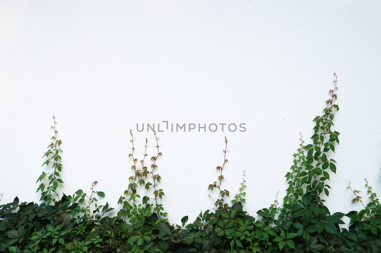 green creeping grass on white wall for background, mock up