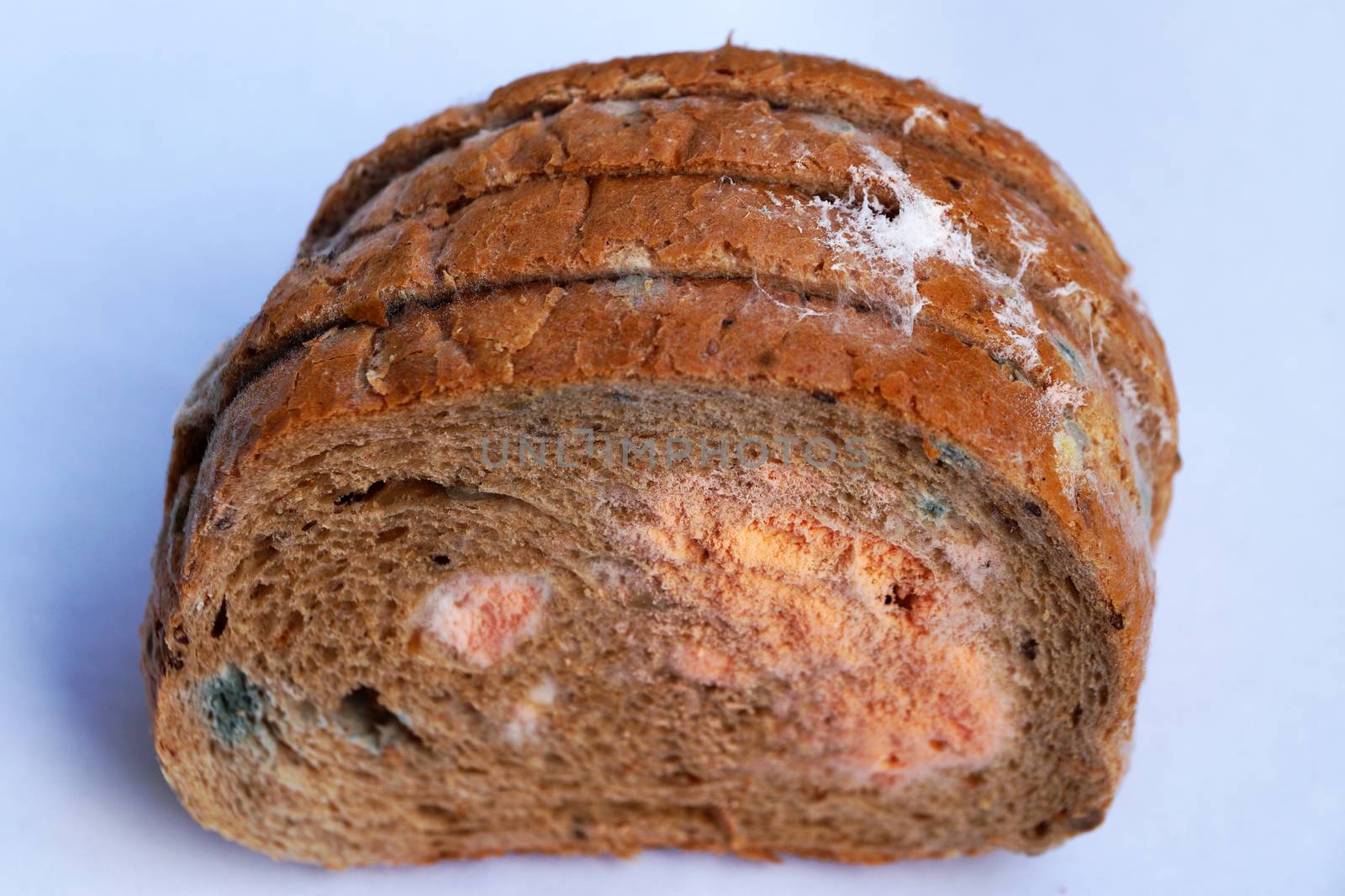 blue and pink mold on bread close up