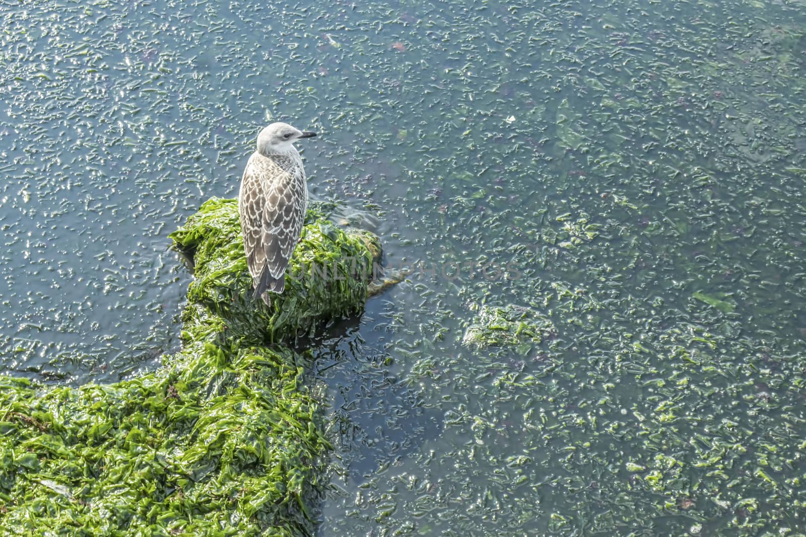 seagull on the rocks at the sea