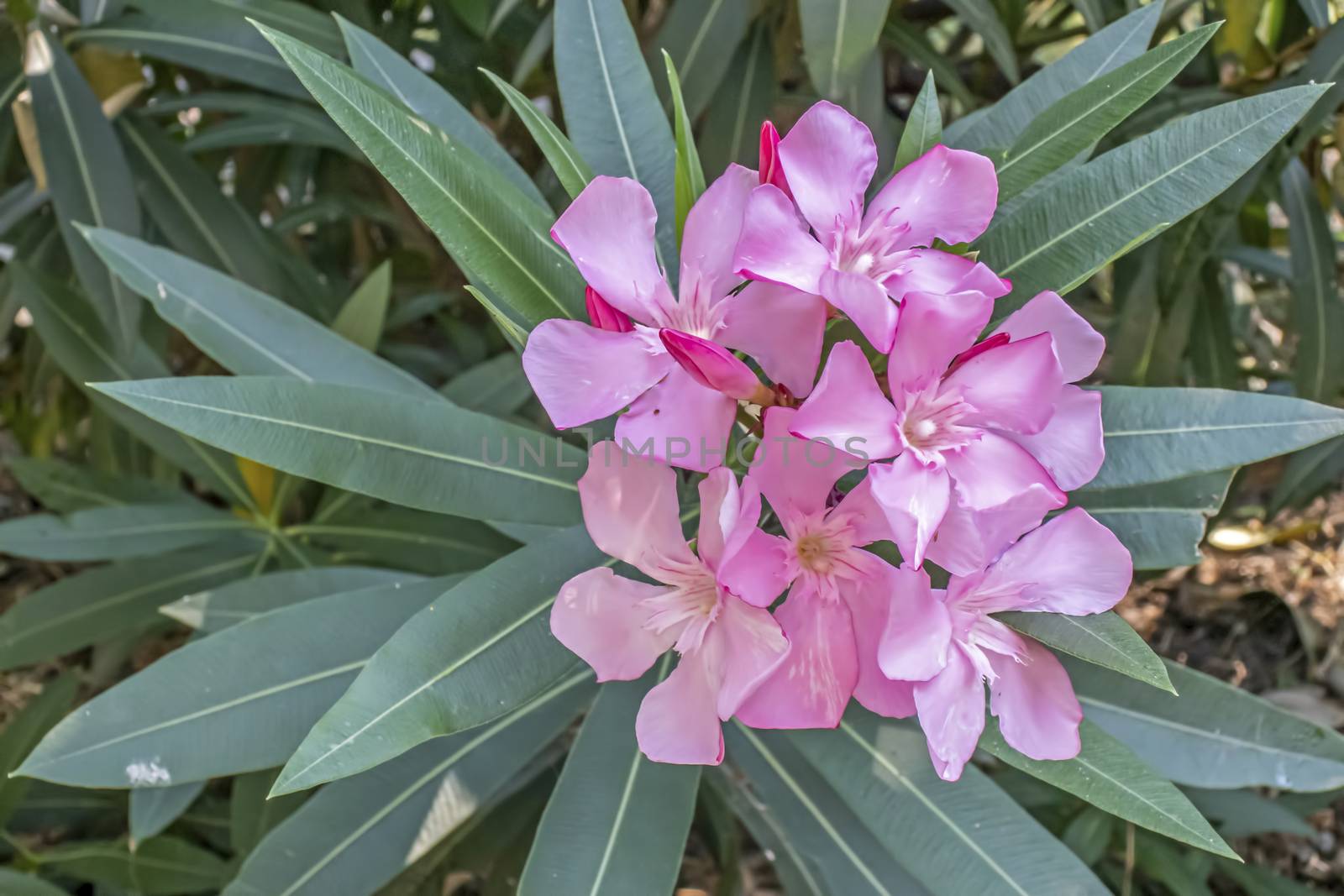 oleander flower and green leaves