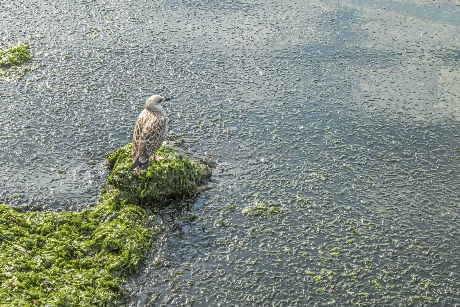seagull on the rocks at the sea