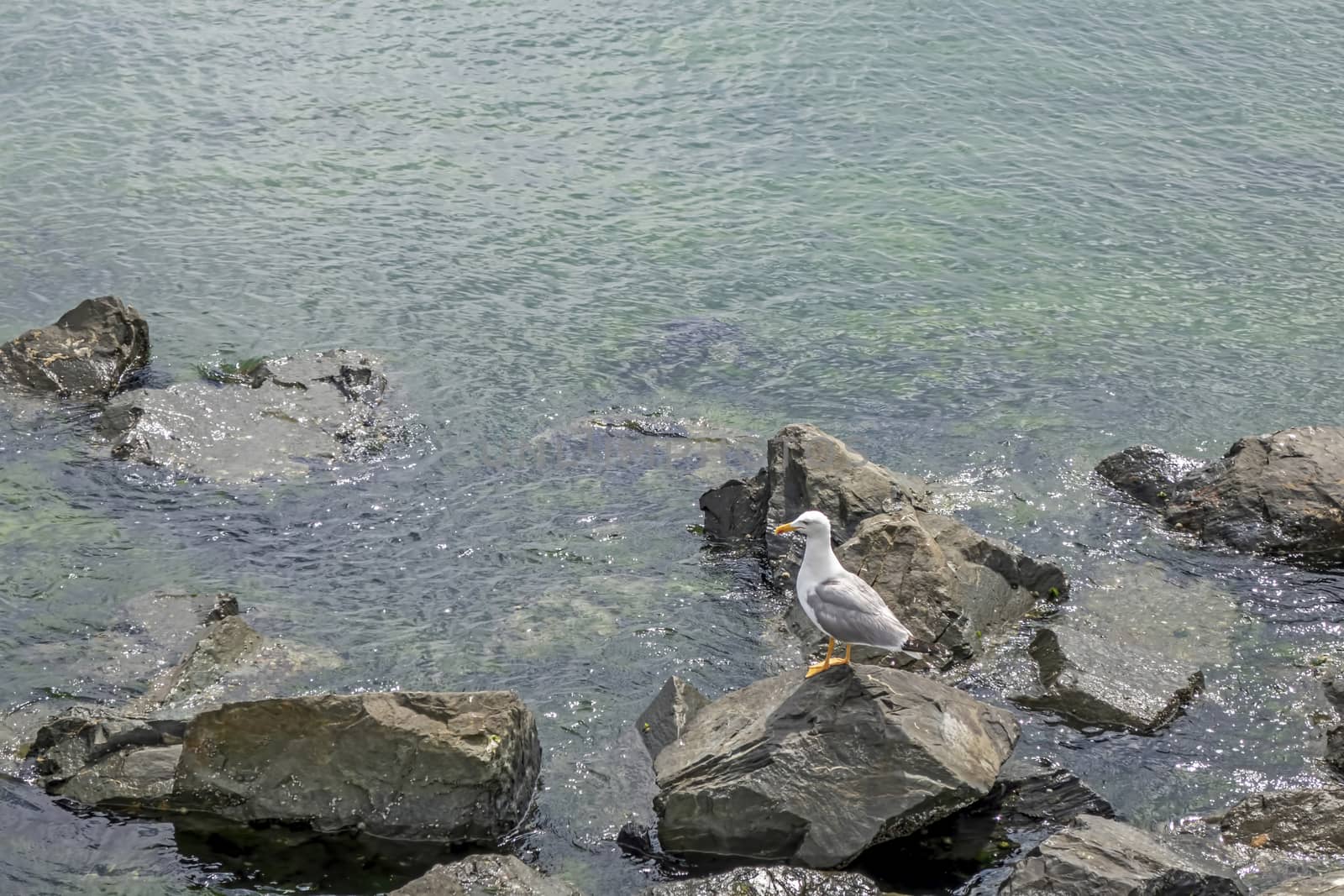 seagull on the rocks at the sea