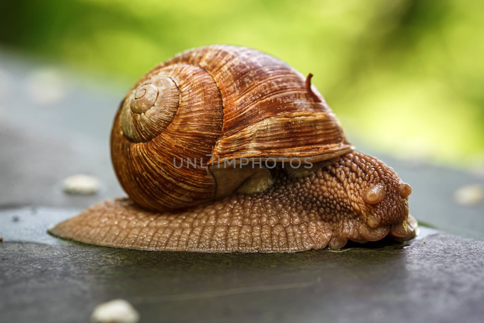 Snail on vacation on a summer day. Macro photo