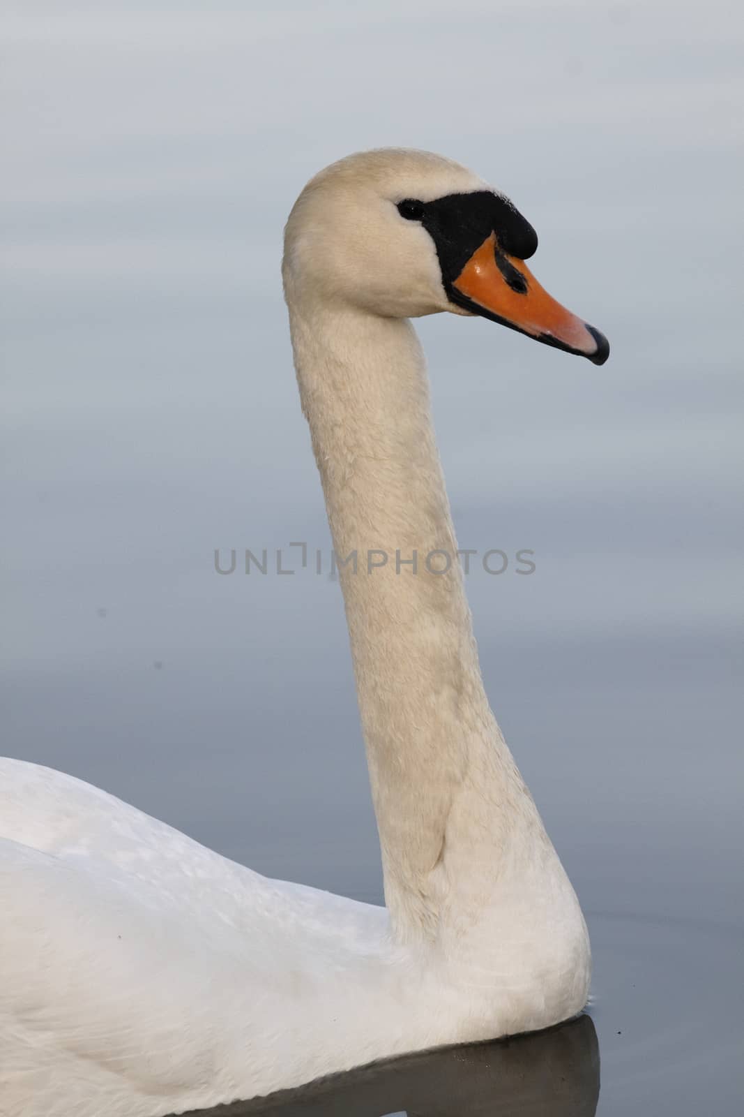 Swan in sundown - Cygnini