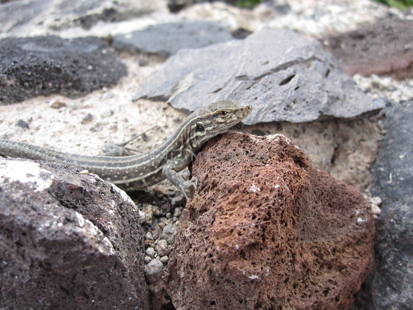 Tenerife lizard by Bullysoft