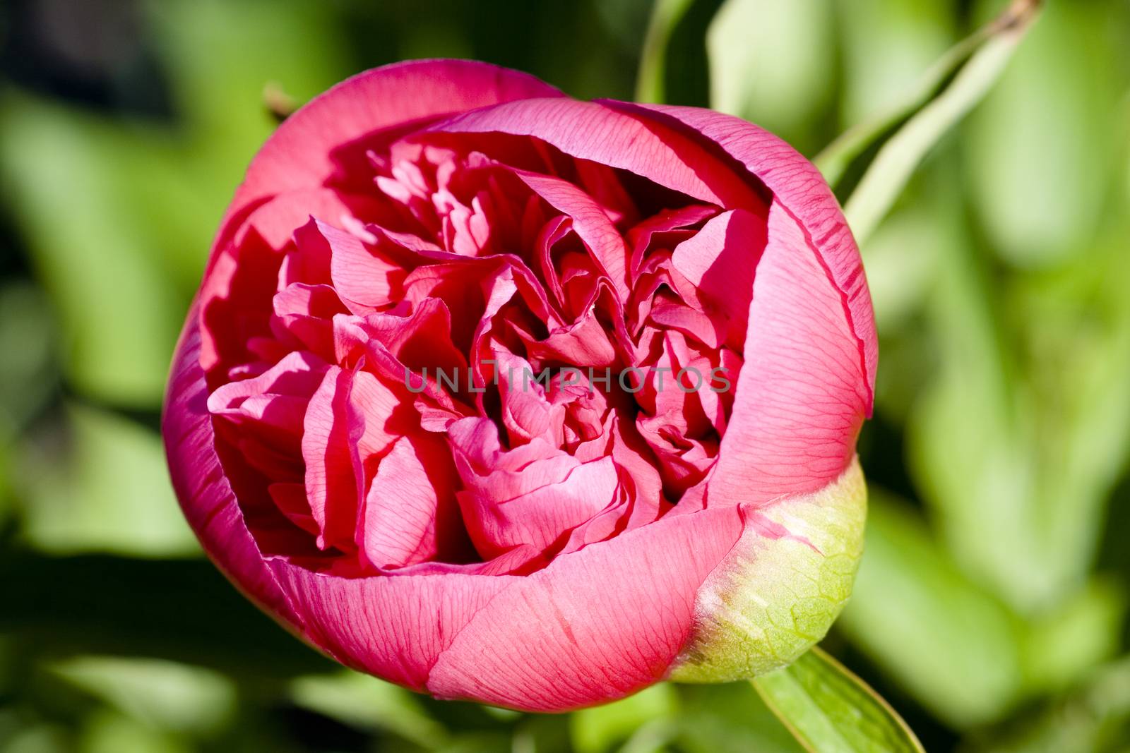 Pclose up of a pnk peony blossom