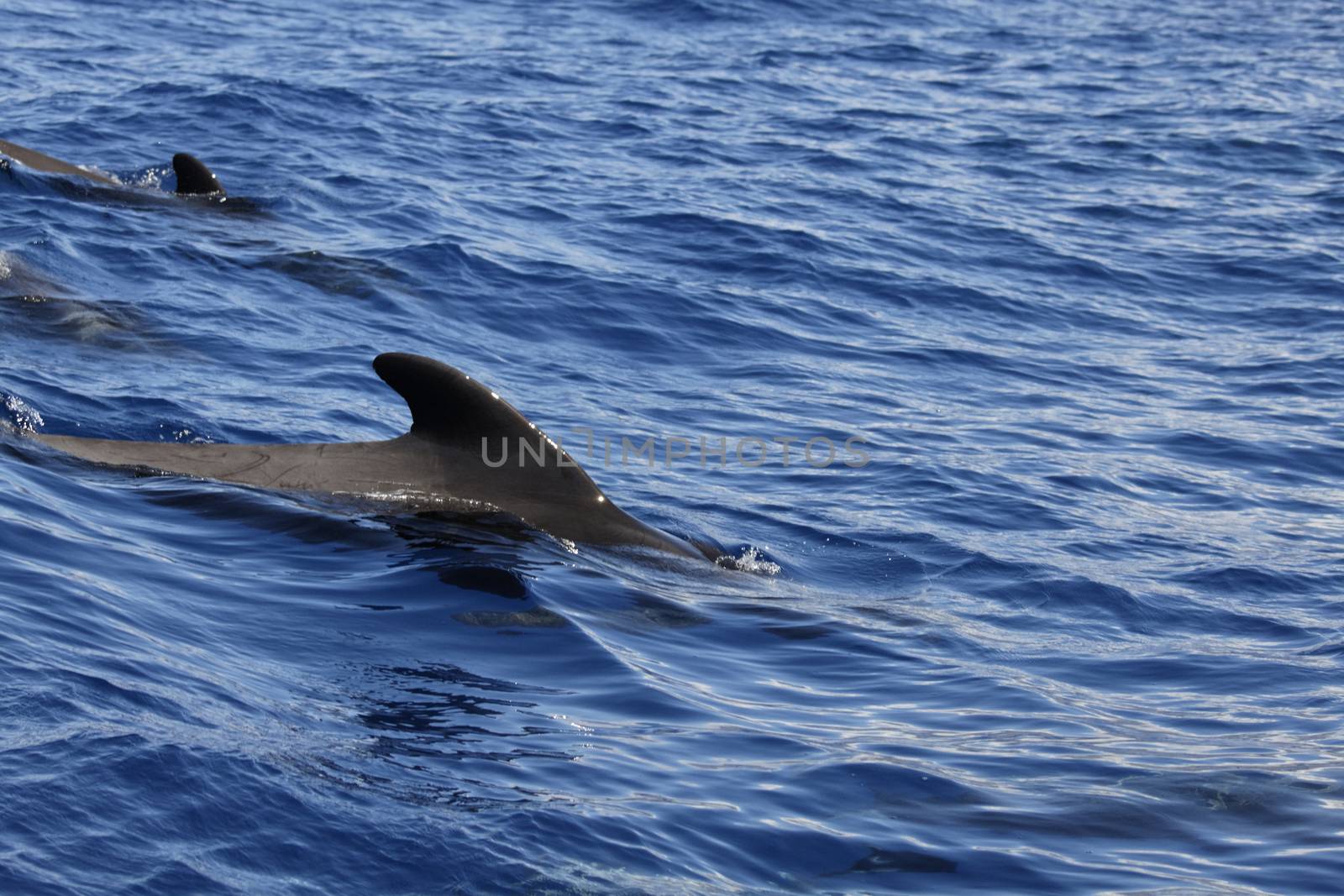 pilot whale iat canary-islands - Tenerife