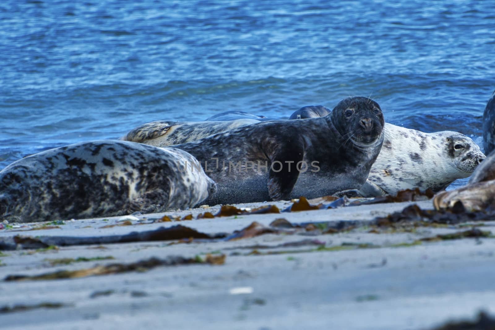 Wijd Grey seal on the north beach of Heligoland - island Dune i- Northsea - Germany