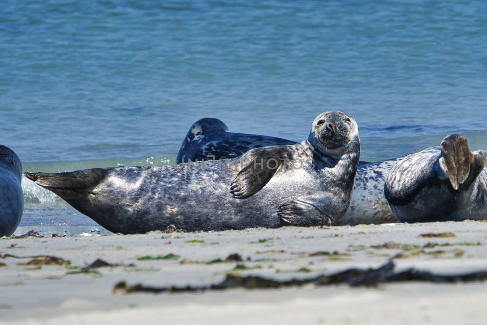 Wijd Grey seal on the north beach of Heligoland - island Dune i- Northsea - Germany