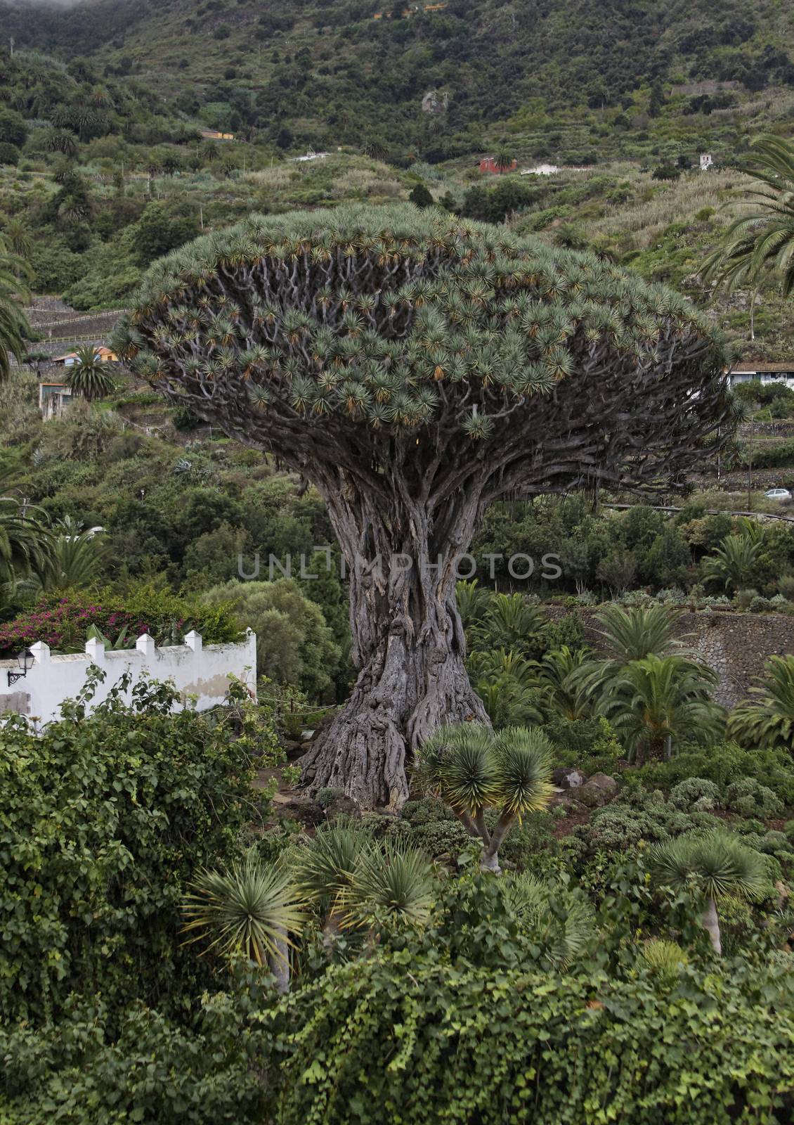 Tenerife by Bullysoft