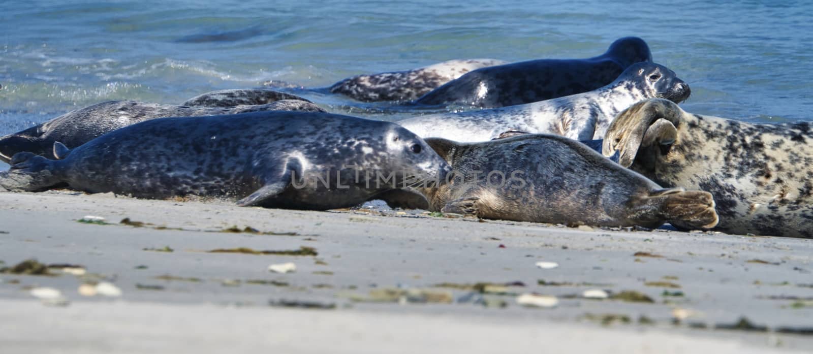 Grey seal on the beach of Heligoland - island Dune by Bullysoft