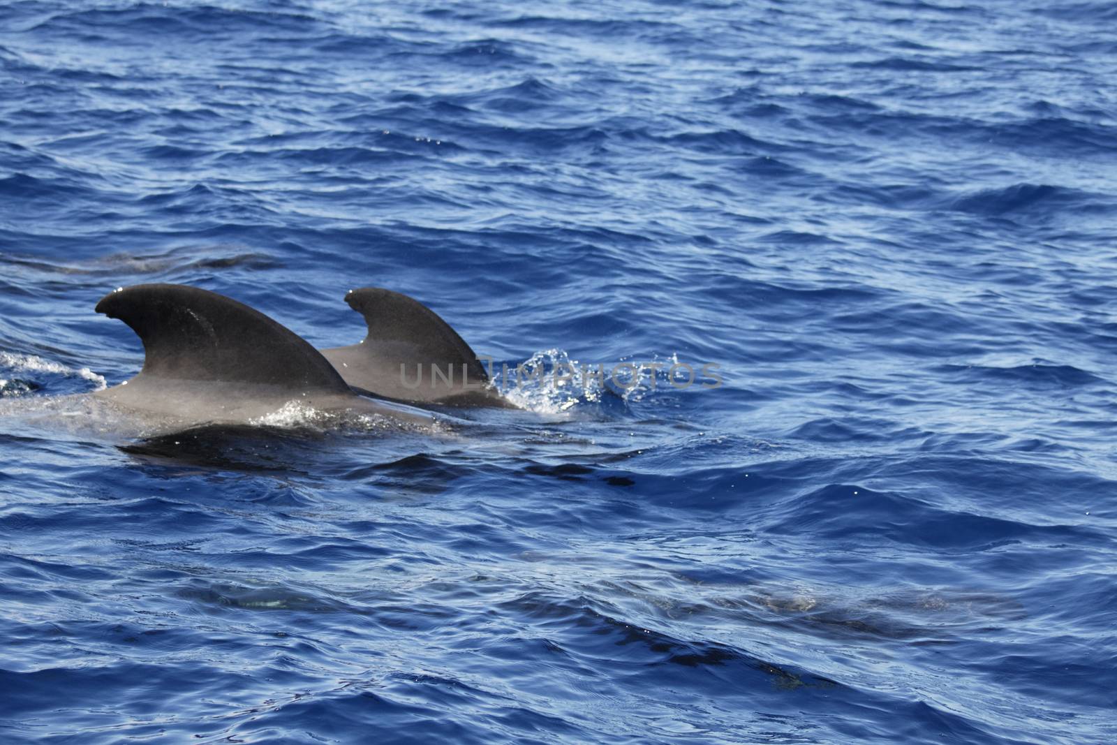 pilot whale iat canary-islands - Tenerife