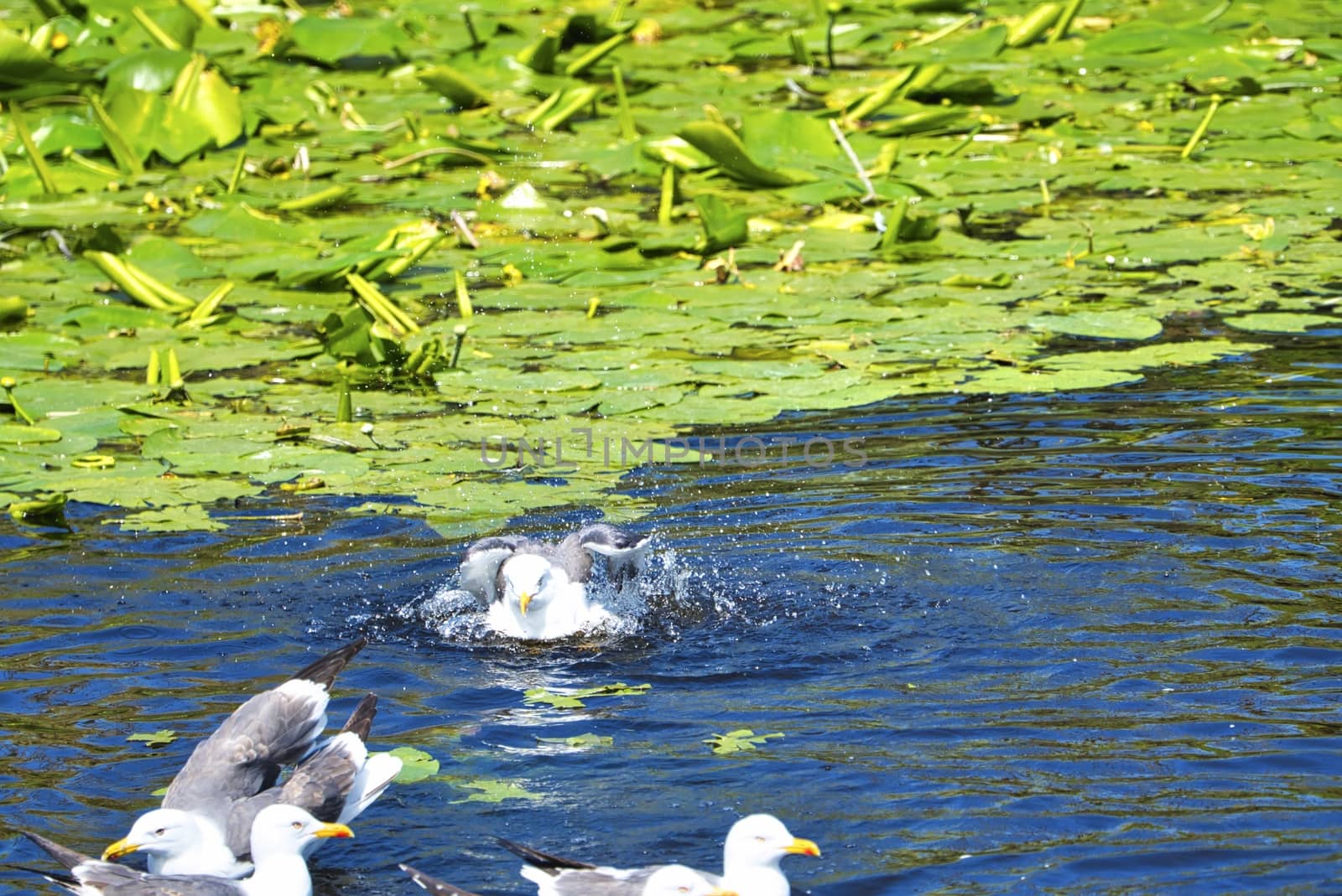 Group ofeuropean herring gull on heligoland - island Dune - cleaning feather in sweet water pond - Larus argentatus