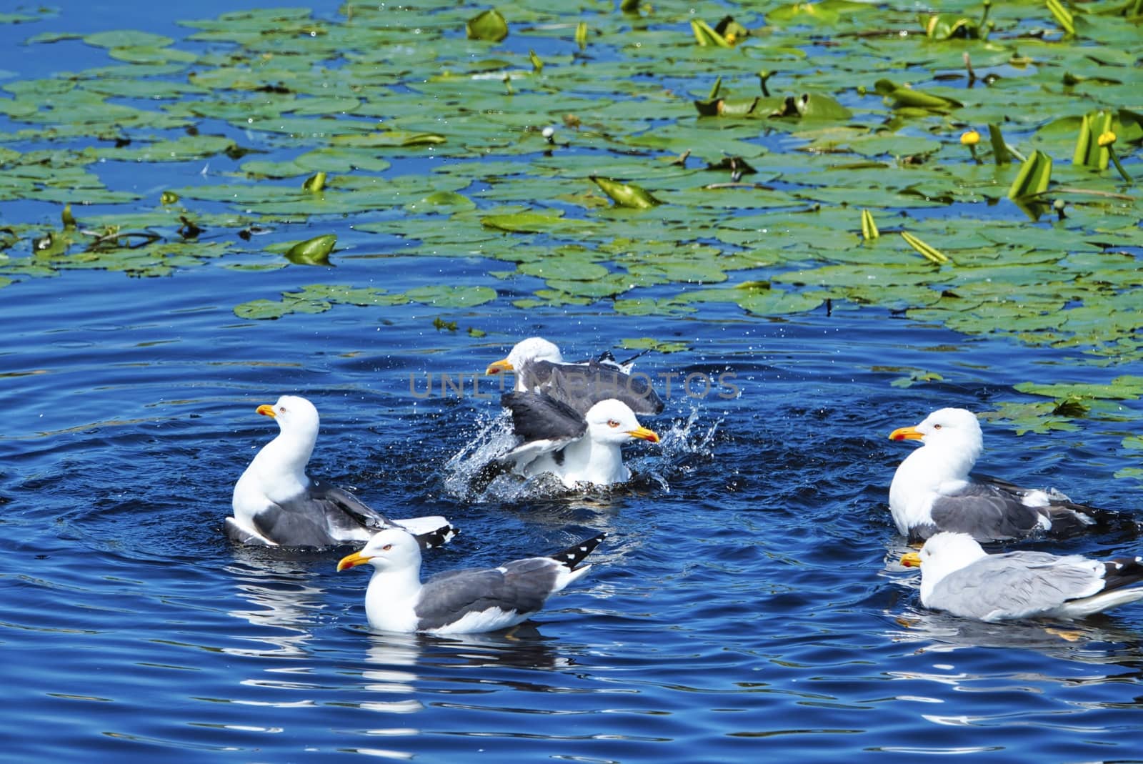 Group ofeuropean herring gull on heligoland - island Dune - cleaning feather in sweet water pond - Larus argentatus