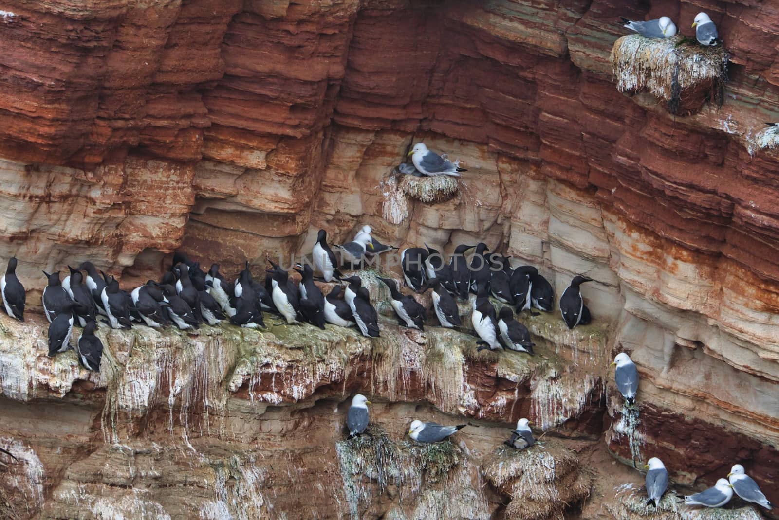 common murre colony - common guillemot on the red Rock in the northsea - Heligoland - Germany -Uria aalge