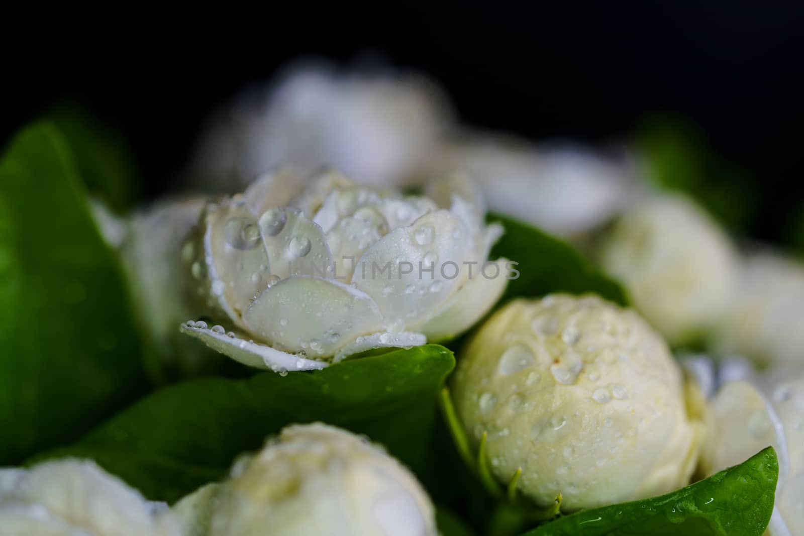 Close-up of white jasmine flowers and dew drops soft focus background