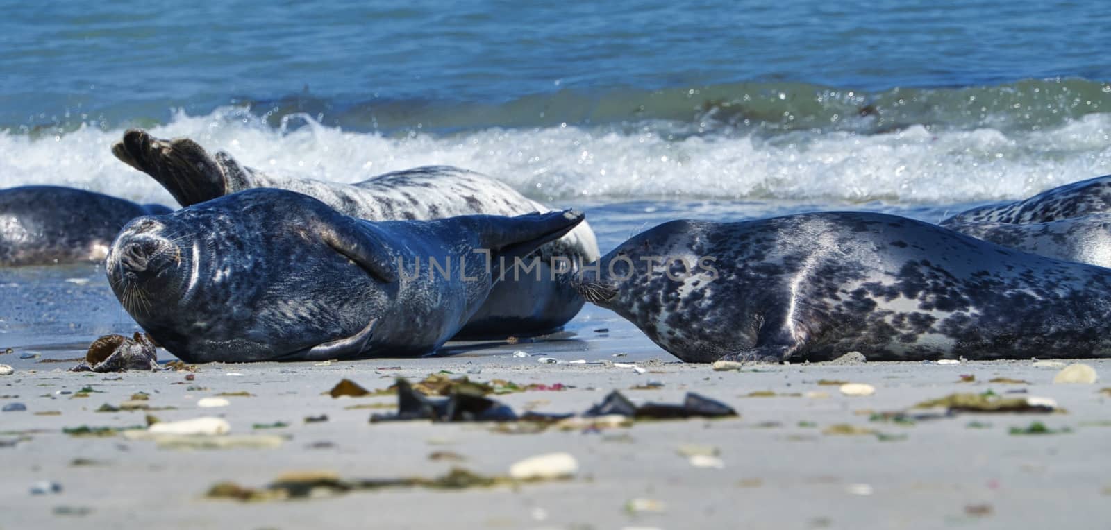 Grey seal on the beach of Heligoland - island Dune by Bullysoft