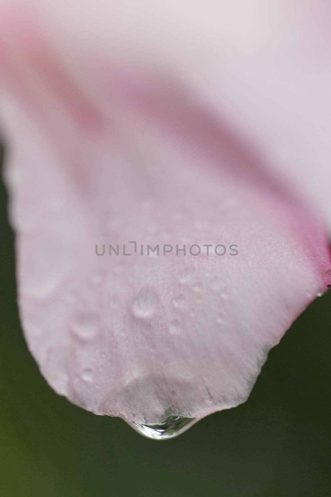 Raindrop by Bullysoft