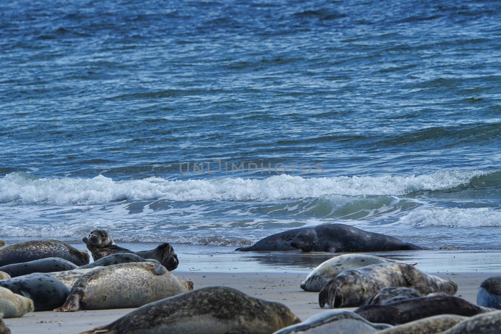 Wijd Grey seal on the north beach of Heligoland - island Dune i- Northsea - Germany