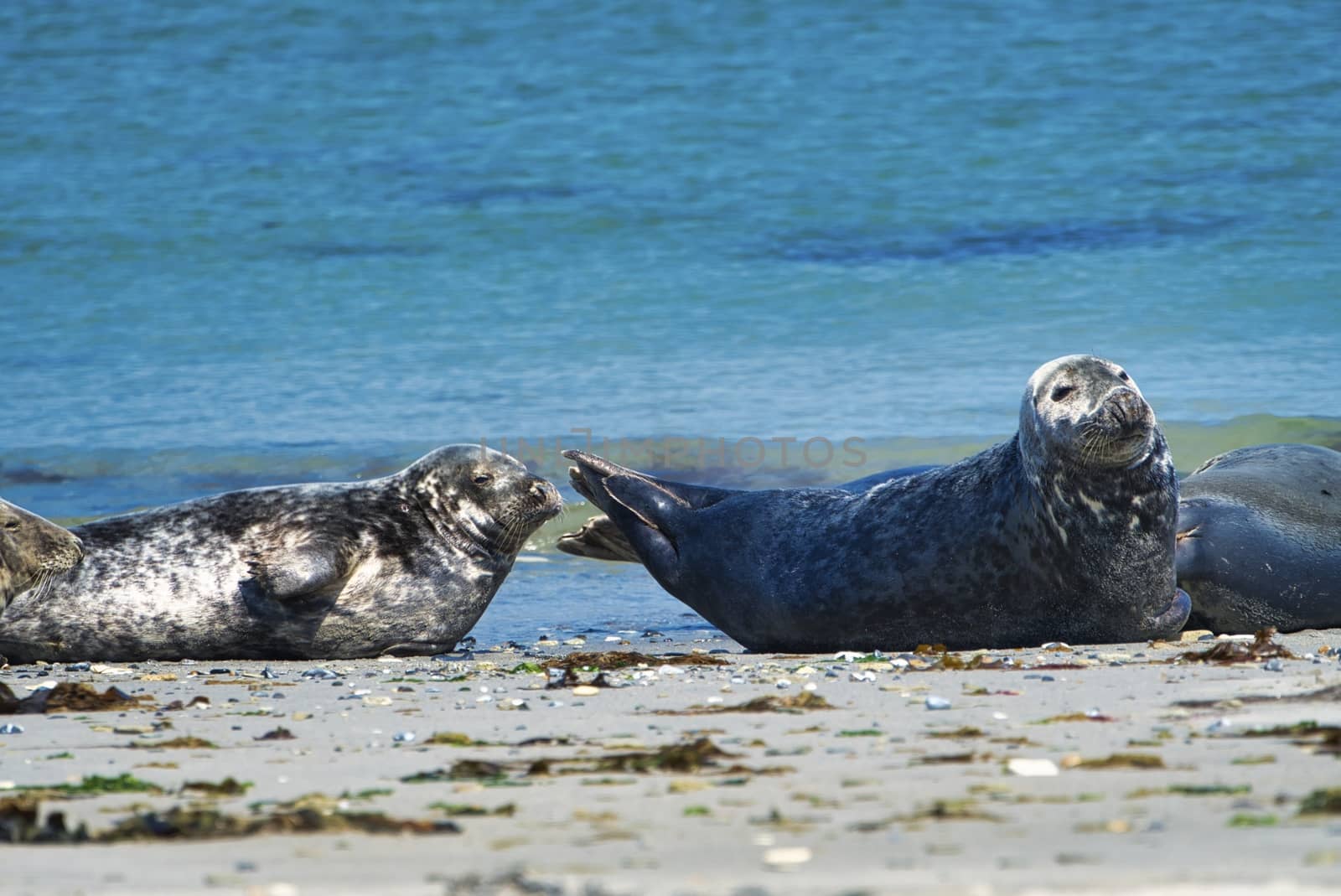 Grey seal on the beach of Heligoland - island Dune by Bullysoft