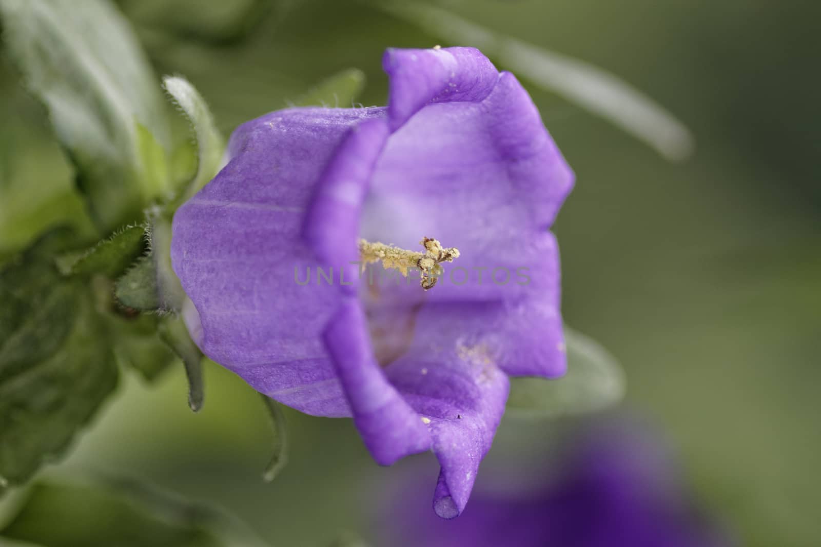 a close-up of a blue bell flower