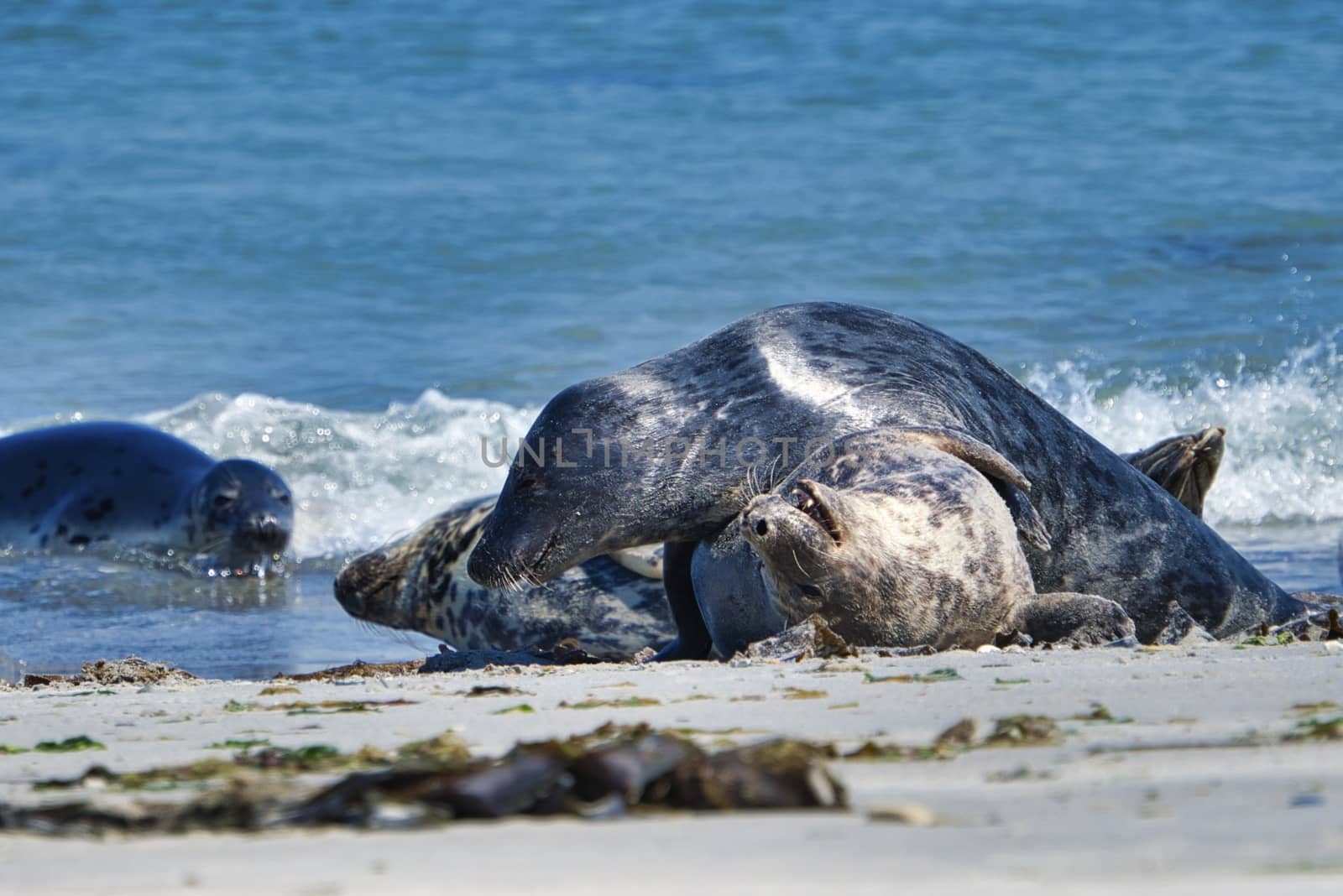 Grey seal on the beach of Heligoland - island Dune by Bullysoft