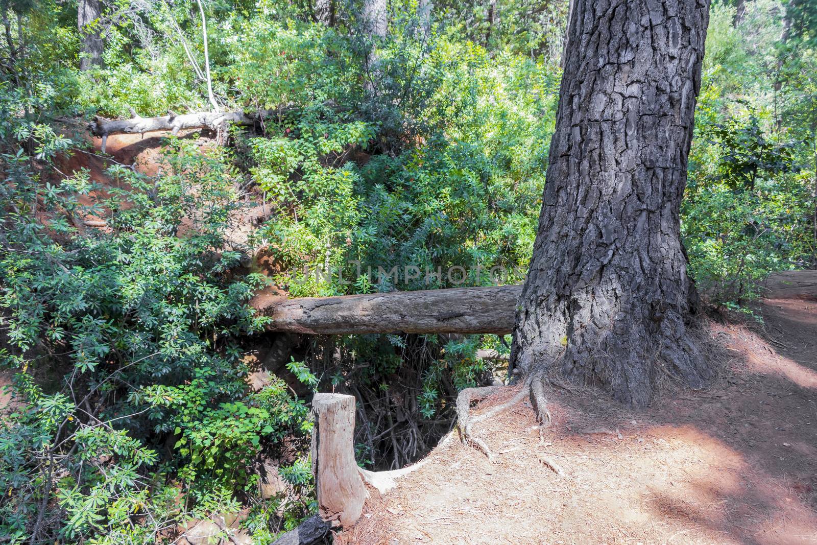 Hiking trail in the Tablemoutain National Park, Cape Town, South Africa.