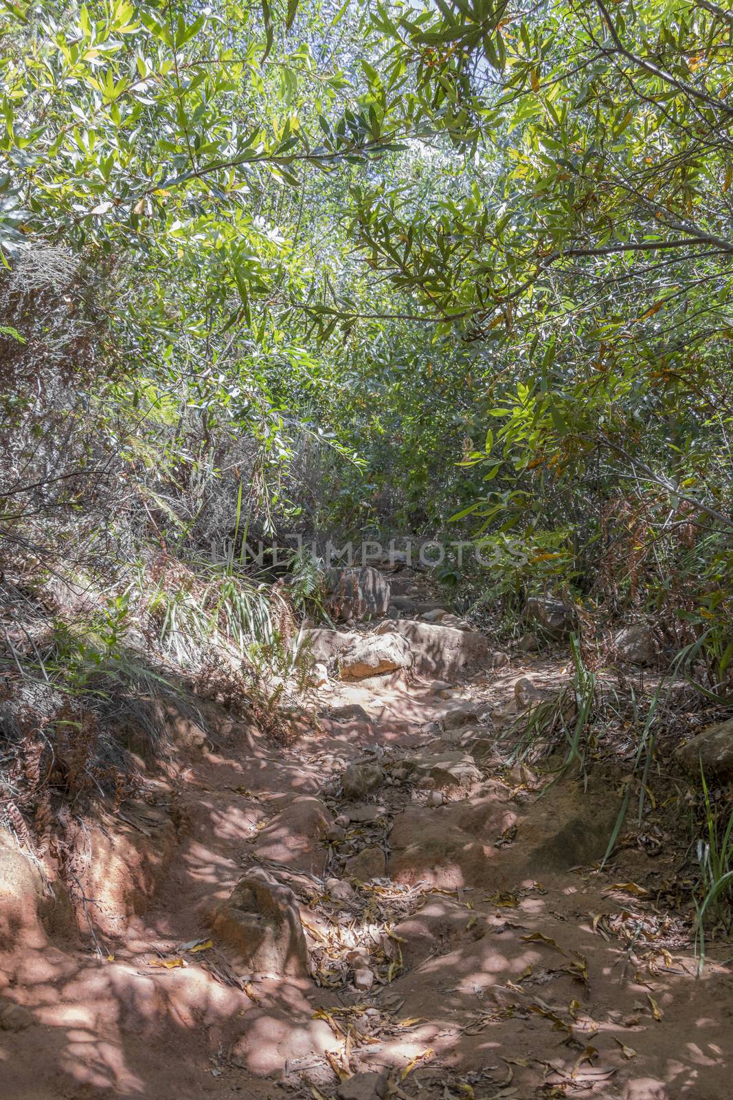 Nature, forest and hiking trail in the Tablemoutain National Park. by Arkadij