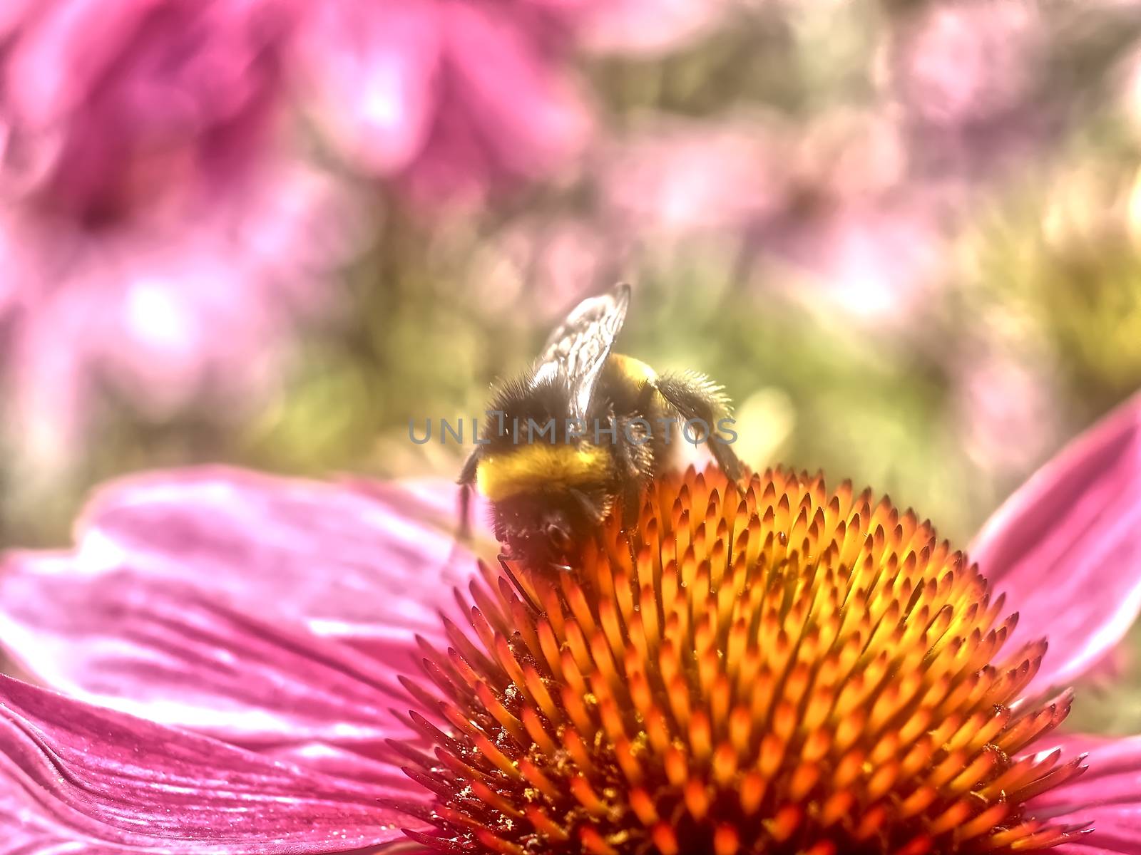 Closeup of a humble bee on a pink echinacea flower by Stimmungsbilder
