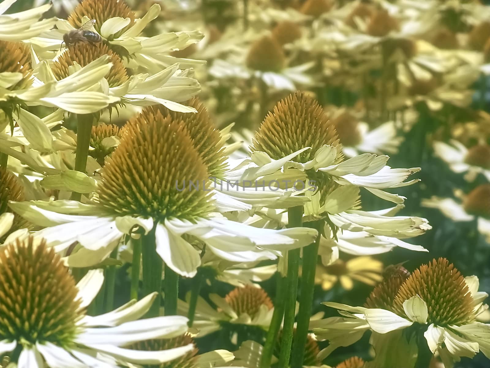 Macro of yellow echinacea or summer hat flowers by Stimmungsbilder