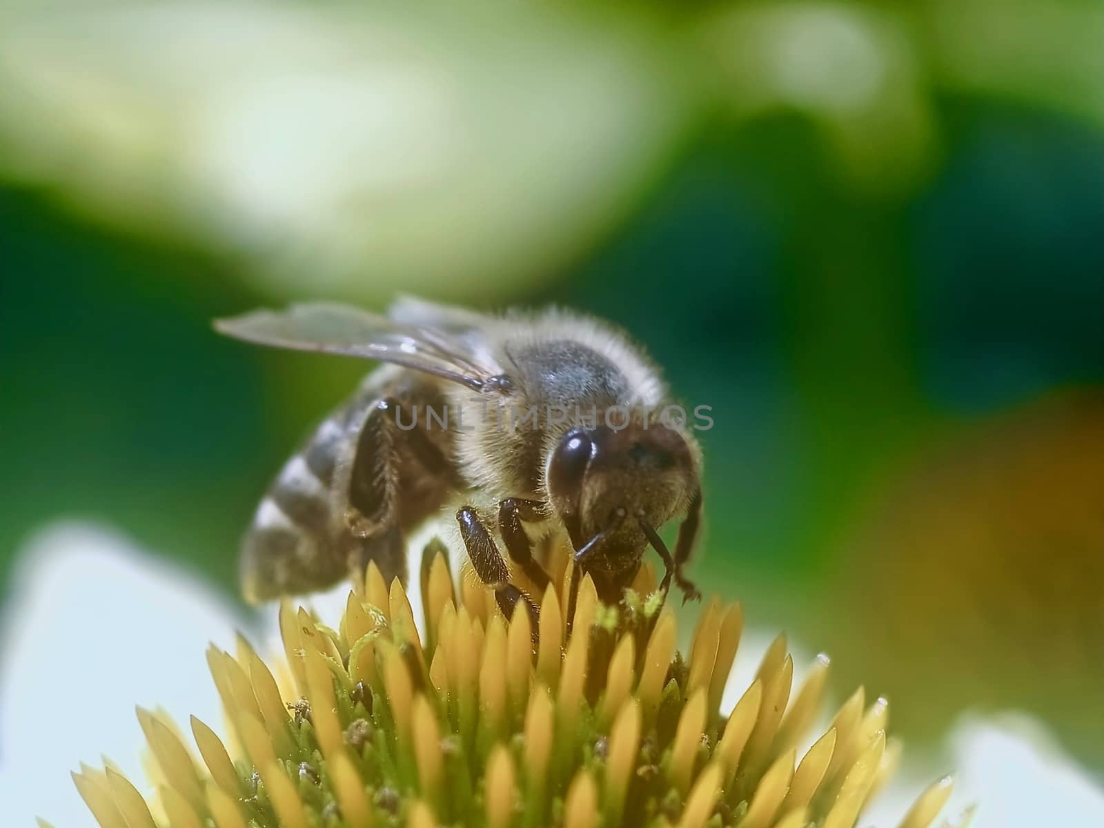 Closeup of a honey bee on a yellow echinacea flower by Stimmungsbilder