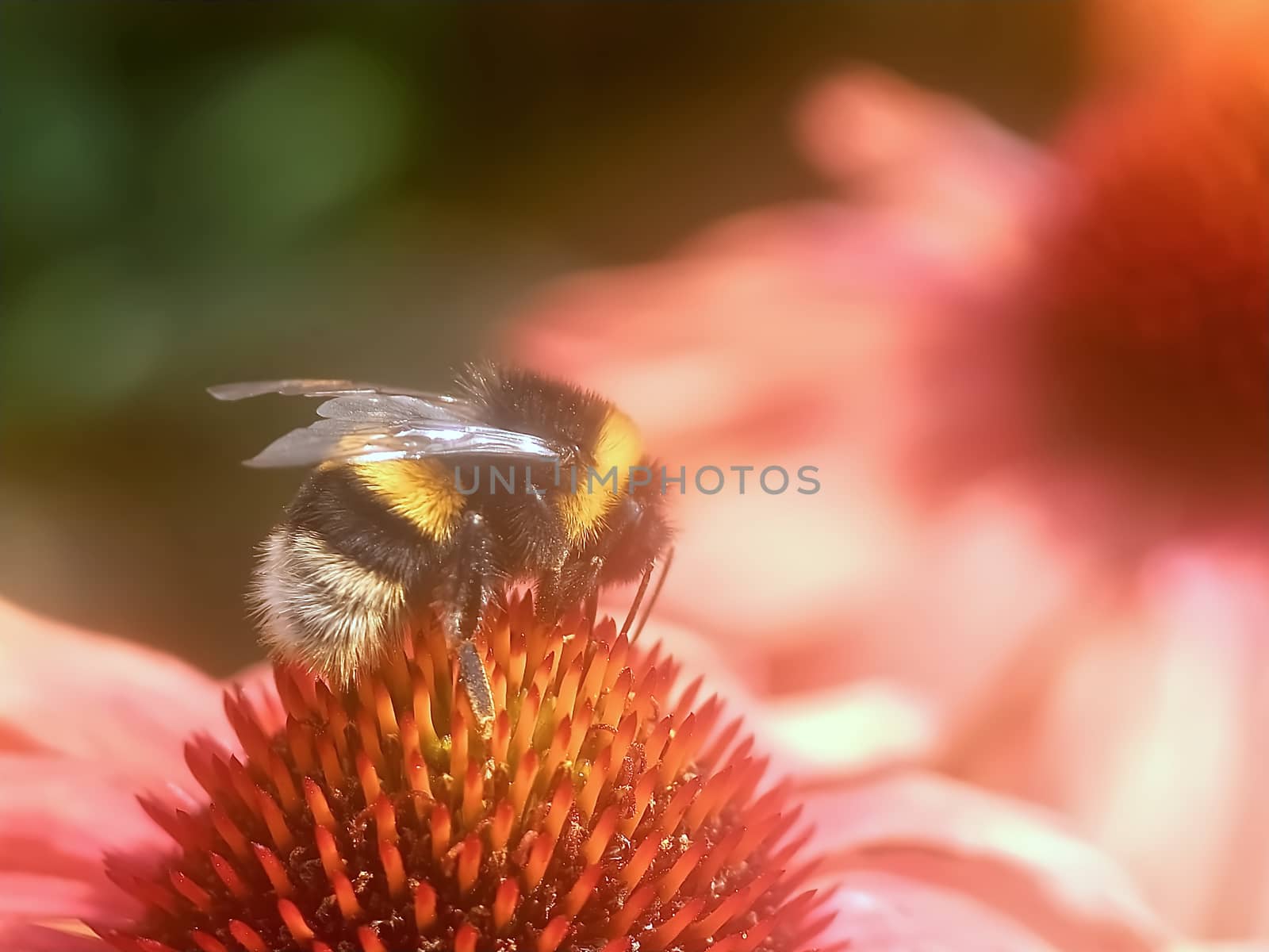 Closeup of a honey bee on a pink echinacea flower by Stimmungsbilder