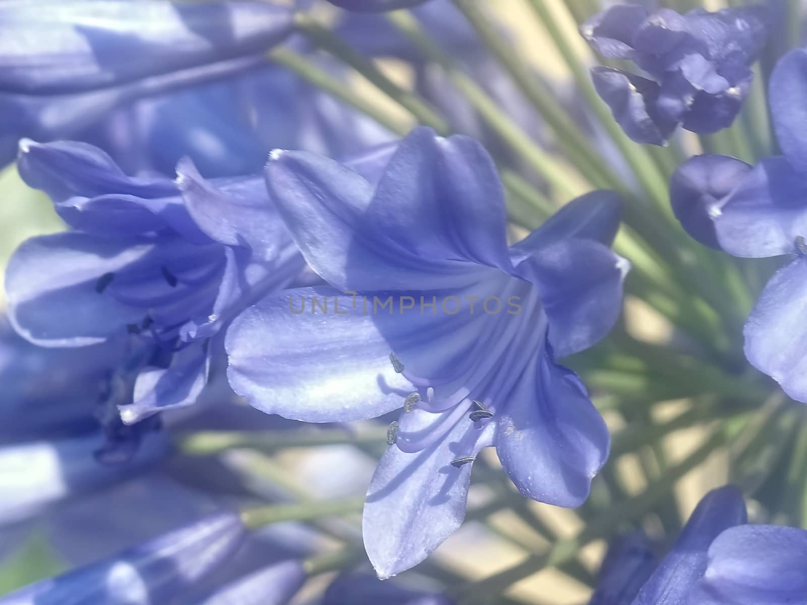 Wonderful blue blooming agapanthus flower by Stimmungsbilder