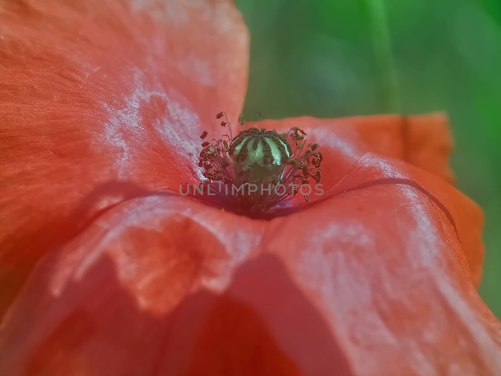 Beautiful macro of a red poppy flower