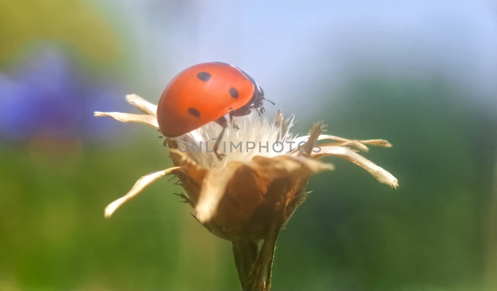 Red ladybug with back spots on a flower by Stimmungsbilder