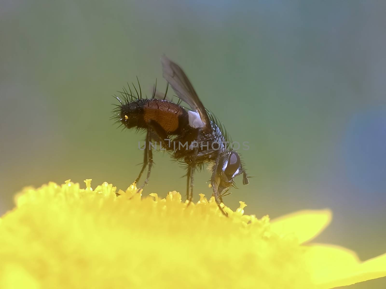 Macro of a fly on a yellow flower