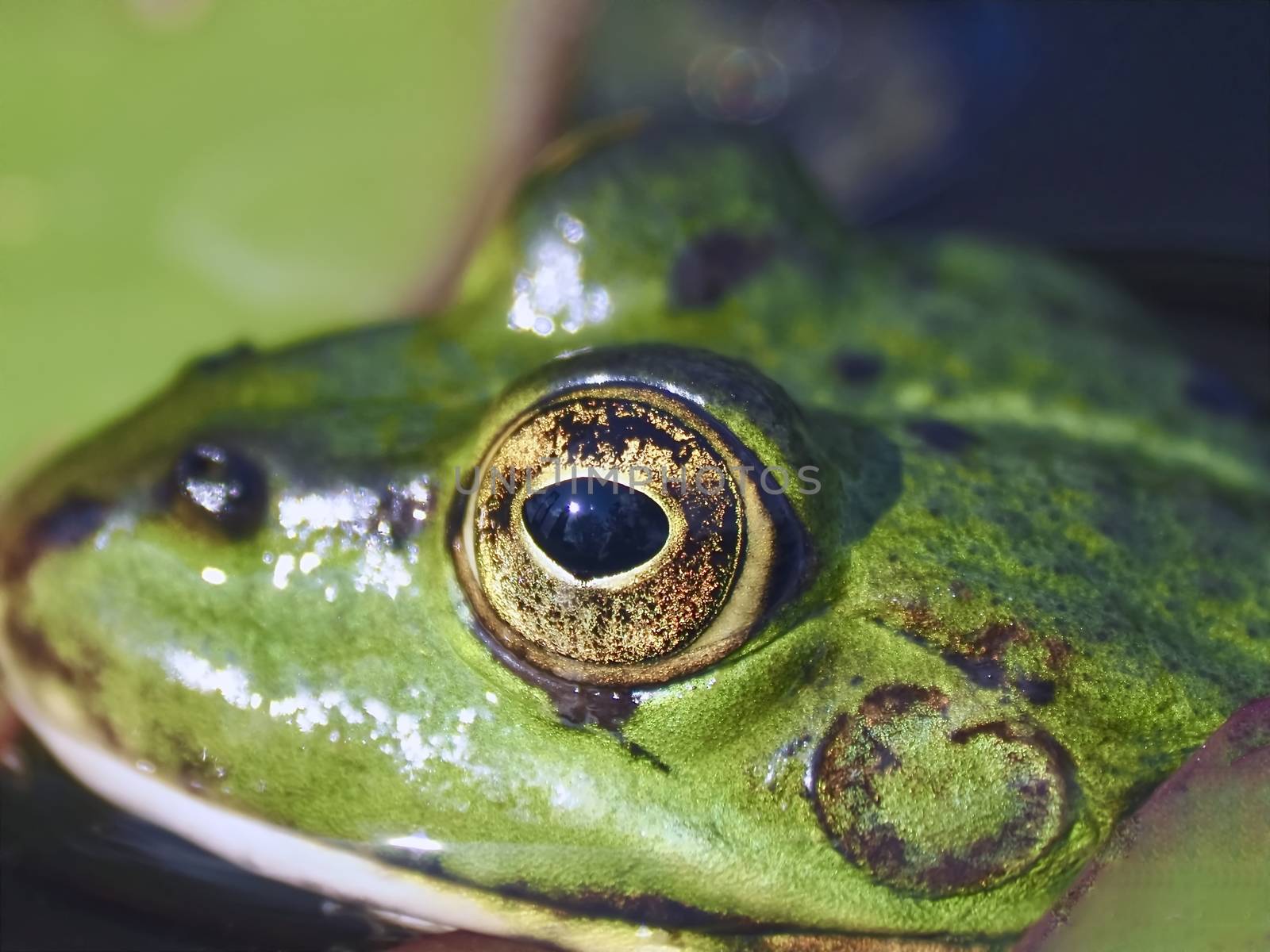 Macro of the yellow eyes of a Small green water frog by Stimmungsbilder