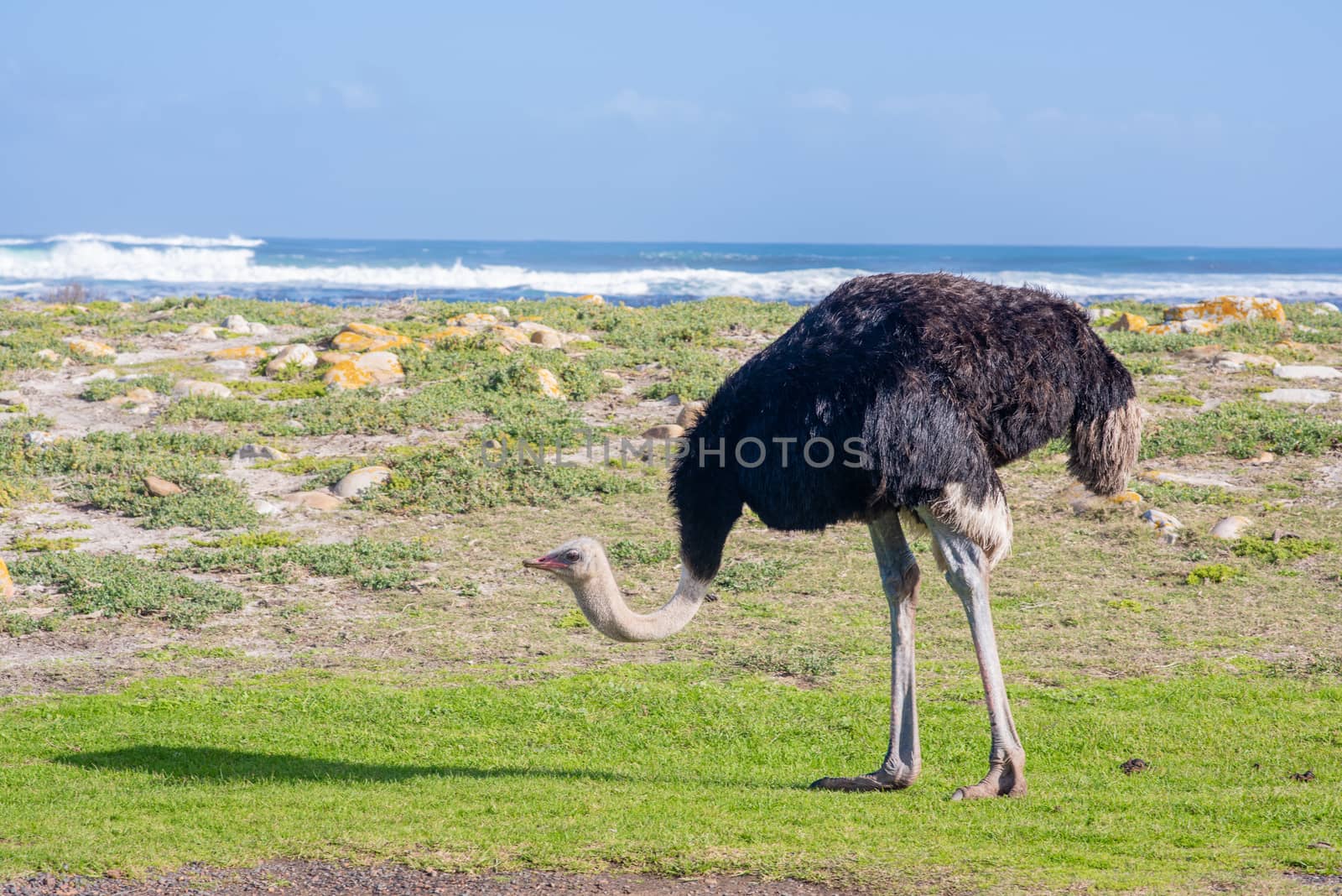 Ostrich searching for food with crashing waves in background