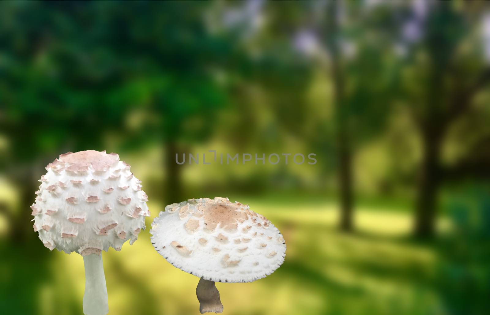 Poison flu in the forest. Poisonous mushrooms white fly agaric in outdoor blurred background. 