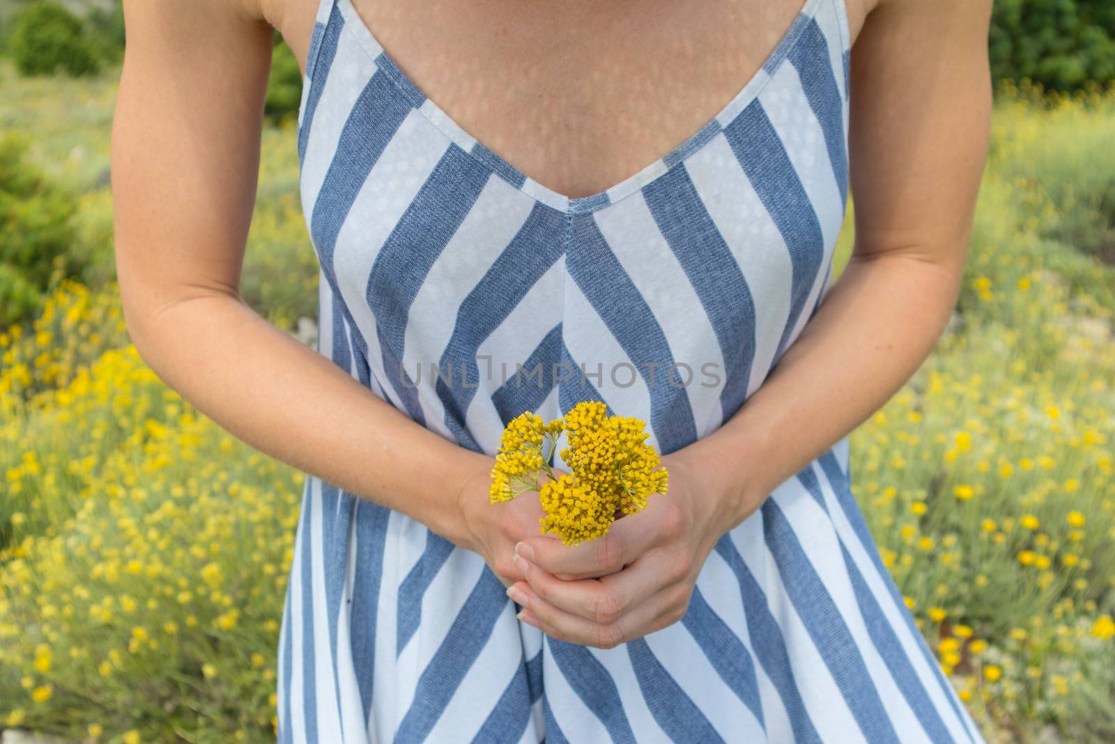 Torso of young woman wearing striped summer dress in super bloom of wildflowers, holding bouquet of yellow flowers in beautiful nature of Adriatic sea coastal nature of Croatia by kasto