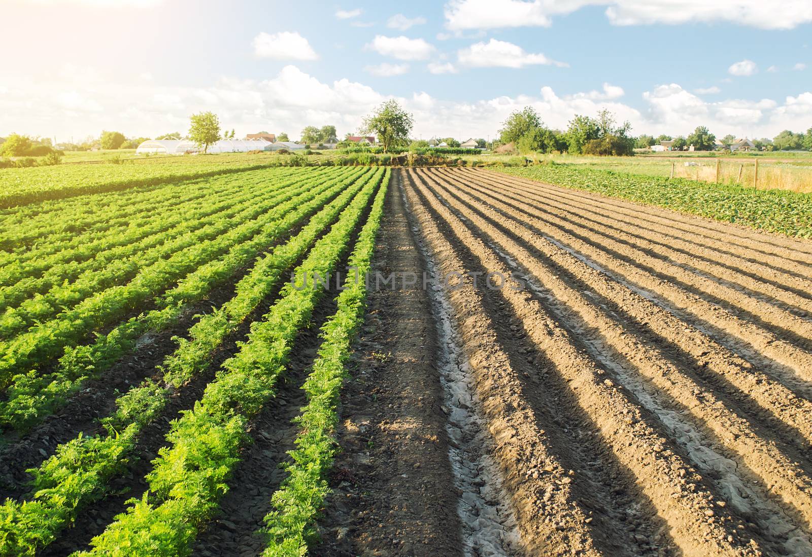 Half of field is planted with a carrot plantation and second part is ready for sowing. Converting to agricultural land. Land cultivation. European organic farming. More adapted crop plants.