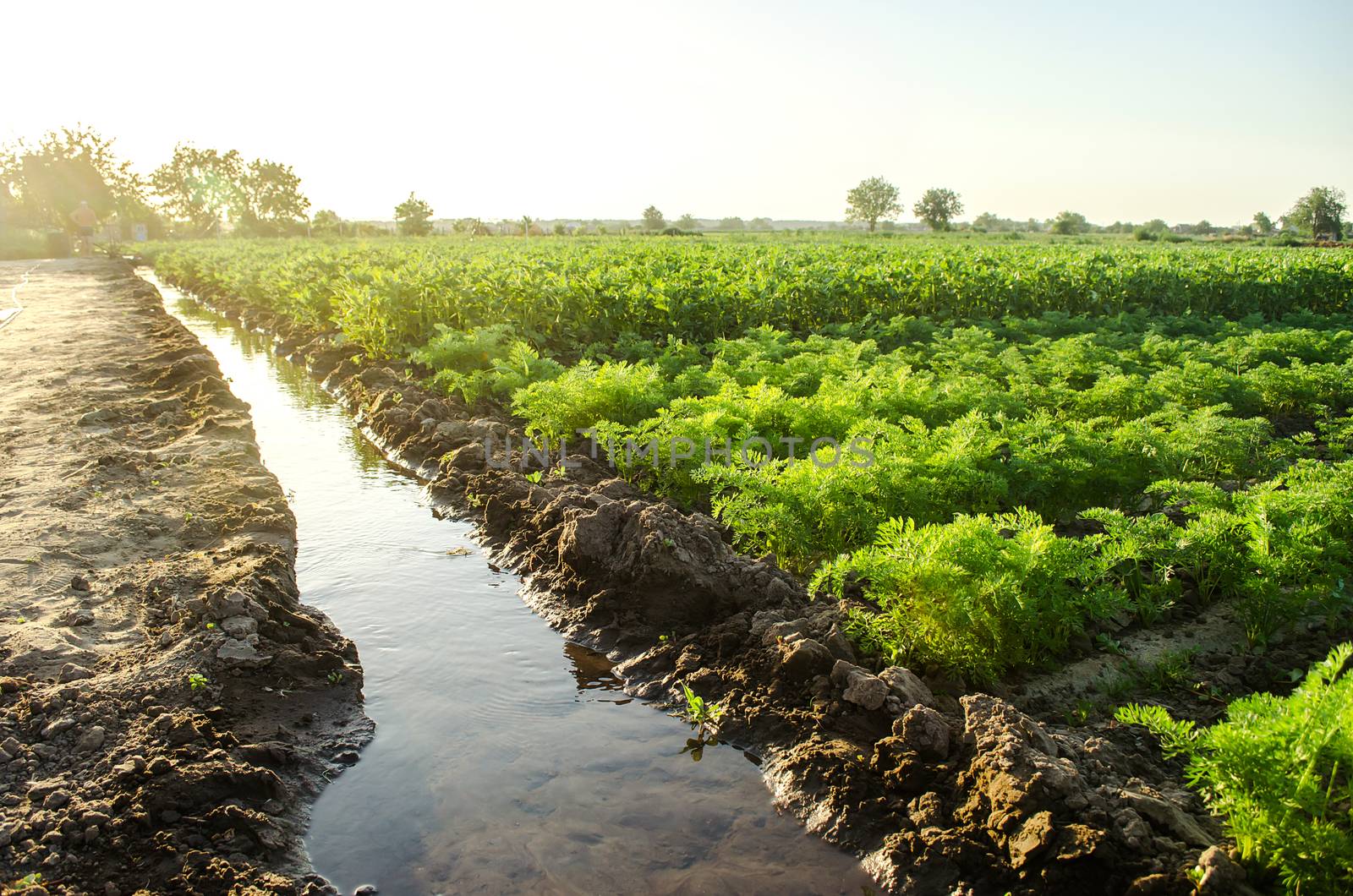 Watering the plantation of young potatoes and carrots through irrigation canals. Agronomy. Rural countryside. European farm, farming. Caring for plants, growing food. Agriculture and agribusiness. by iLixe48