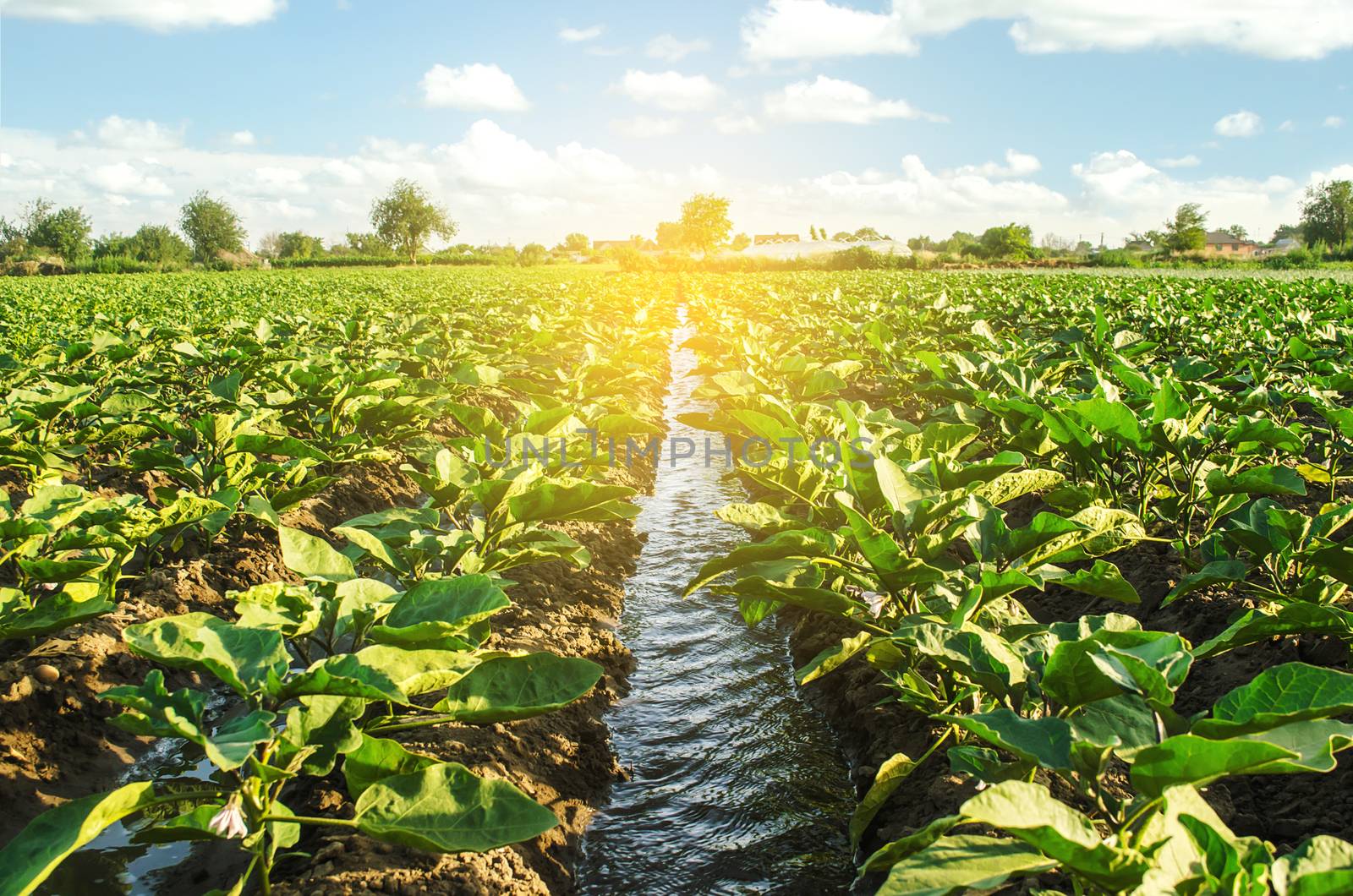 An irrigation water canal passes through the eggplant plantation. Caring for plants, growing food. Agriculture and agribusiness. Conservation of water resources and reduction pollution. Watering