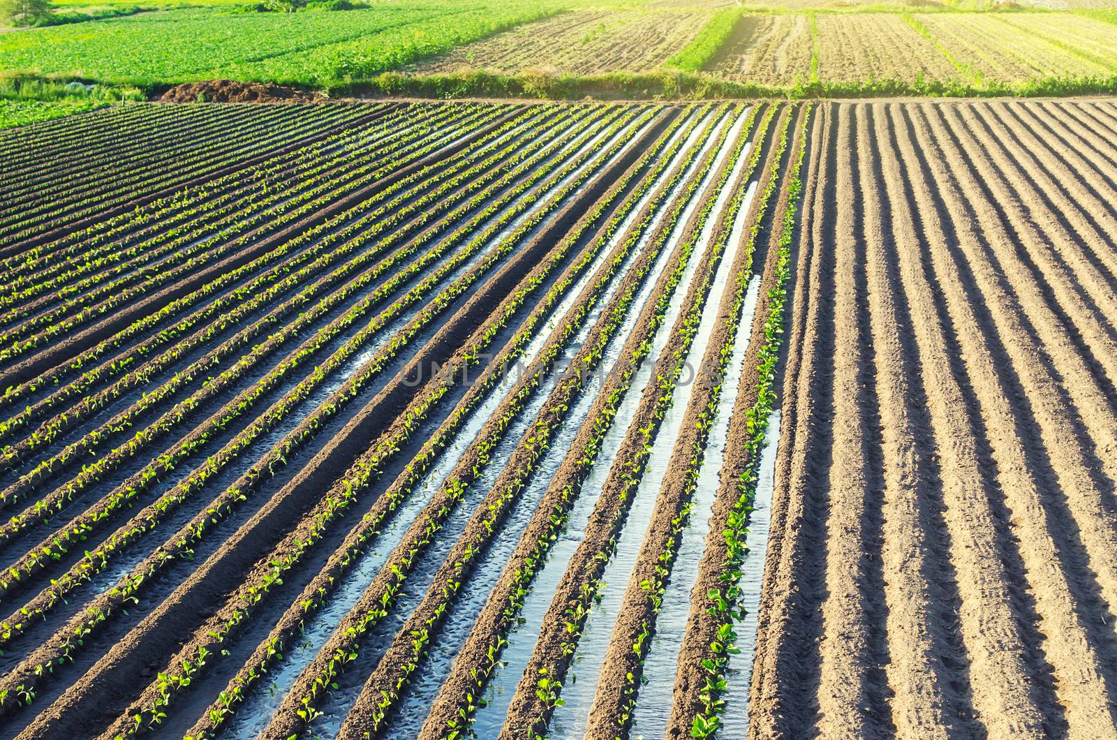 Plantation of young eggplant seedlings is watered through irrigation canals. Caring for plants, growing food. European farm, farming. Agronomy. Agriculture and agribusiness. Rural countryside