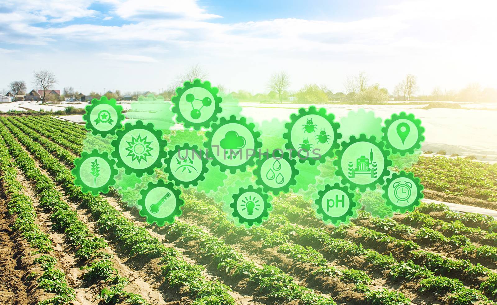 Concept of technological innovation gears on background field of plantation of young potato bushes. Agroindustry and agribusiness. Agriculture, growing food vegetables. Harvest