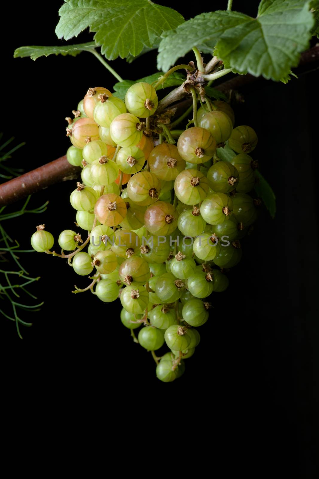 Close up. A Large bunch of red currants at varying stages of ripening. Most are unripe. Hint of the herb fennel from the left.