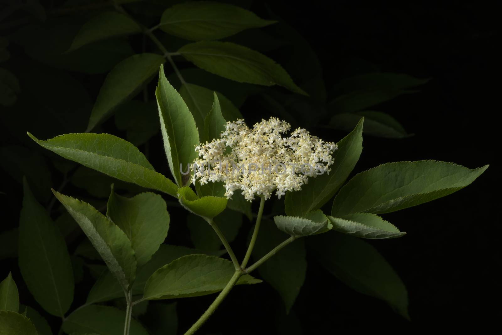 Gentle light isolates the many clean white and cream elderberry flowers that make up this elderberry plant. Elderberry flowers.